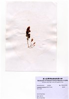 藏品(蘆筍藻)的圖片